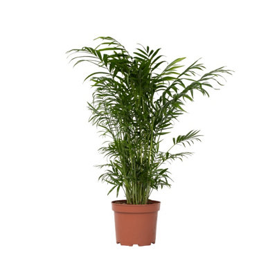 Parlour Palm - Chamaedorea elegans - Height 50-60cm - Pot 17cm