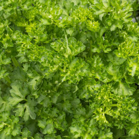 Parsley Curly Garden Plant - Aromatic Biennial, Compact Size (15-20cm Height Including Pot)