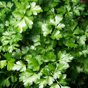 Parsley Flat Leaf Herb Plant in 13cm Pot - Ideal for Cooking and Salads