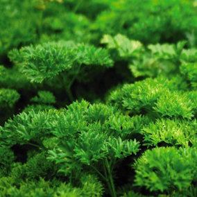 Parsley Moss Curled - 1 x Seed Packet (750 Seeds)
