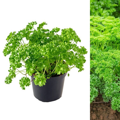 Parsley Moss Curled Herb Plant in 13cm Pot - Edible Plant for Culinary Use