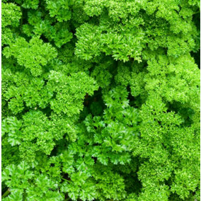 Parsley Moss Curled Herb Plant in 9cm Pot - Edible Plant for Use in the Kitchen