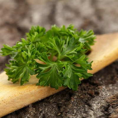 Parsley Moss Curled Herb Plant in 9cm Pot - Edible Plant for Use in the Kitchen