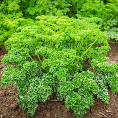 Parsley Moss Curled Herb Plant in 9cm Pot - Edible Plant for Use in the Kitchen