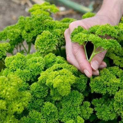 Parsley Moss Curled Herb Plant in 9cm Pot - Edible Plant for Use in the Kitchen