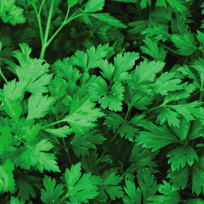 Parsley Plain Leaved 2 1 Seed Packet (1000 Seeds)