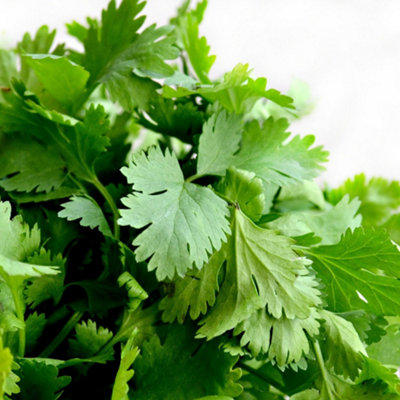 Parsley Seeds Common 2 Variety 1000 Seeds UK Garden Herb Seeds Indoor Outdoor Growing Pack