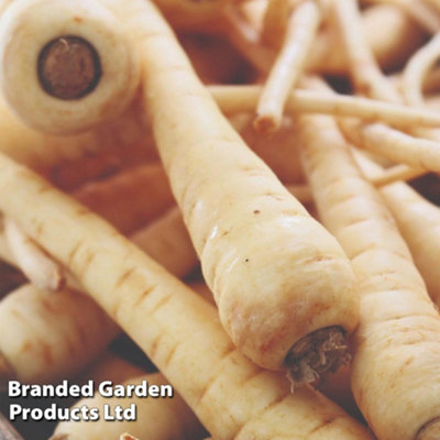 Parsnip F1 Albion 1 Seed Packet (380 Seeds)