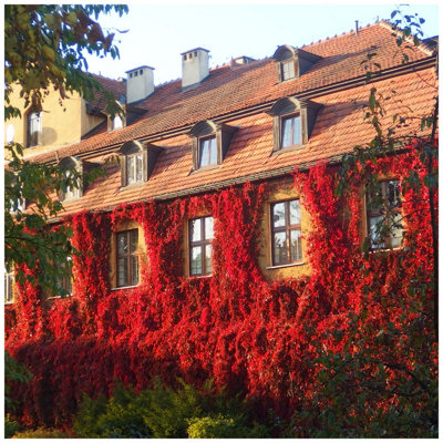 Parthenocissus Engelmannii / Virginia Creeper In a 1-2L Pot 3FATPIGS