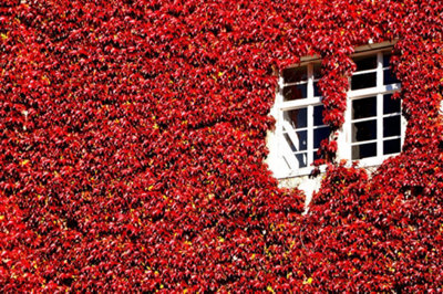 Parthenocissus Engelmannii / Virginia Creeper In a 1-2L Pot 3FATPIGS