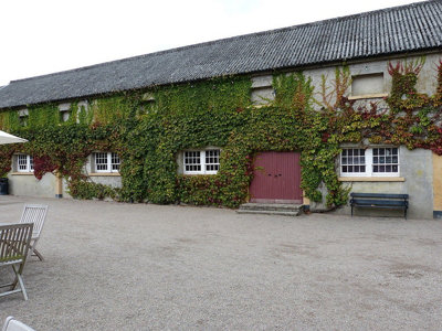 Parthenocissus Engelmannii / Virginia Creeper In a 1-2L Pot 3FATPIGS - 3