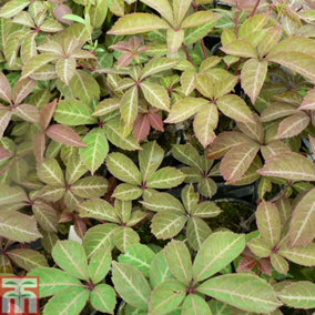 Parthenocissus Henryana Plant 2 Litre Potted Plant x 1