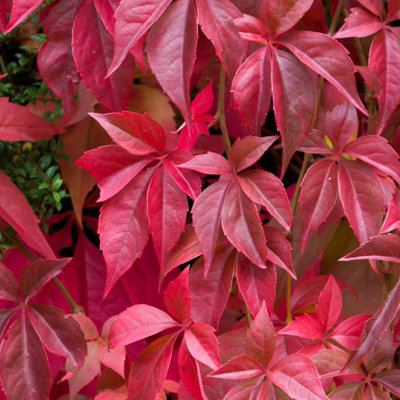 Parthenocissus quinquefolia 'Virginia Creeper' in 9cm Pot - American Ivy Climbing Plant - Attractive Autumn Colour