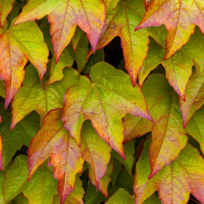Parthenocissus Veitchii Boston Ivy Deciduous Shrub Hardy Garden Plant ...
