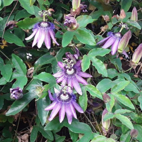 Passiflora Amethyst Garden Plant - Exotic Blooms, Compact Size (15-30cm Height Including Pot)