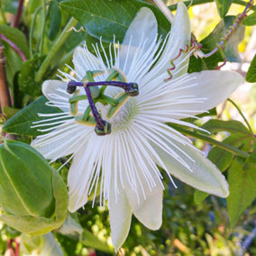 Passiflora Avalanche Garden Plant - Exotic Blooms, Compact Size (20-30cm Height Including Pot)
