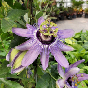 Passiflora Betty Myles Young Garden Plant - Exotic Blooms, Compact Size (20-30cm Height Including Pot)