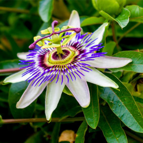 Passiflora Caerulea, Blue Passion Flower in 2L Pots, Tasty Edible Fruit 3FATPIGS