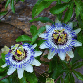 Passiflora caerulea Passion Flower Blue Flowering Vine Plant 60cm Cane 3L Pot