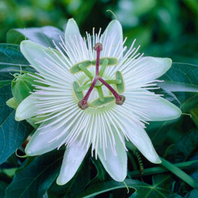 Passiflora Constance Elliot in a 9cm Pot - Exotic Passion Flowers for Gardens - Perfect in Pots for Patios