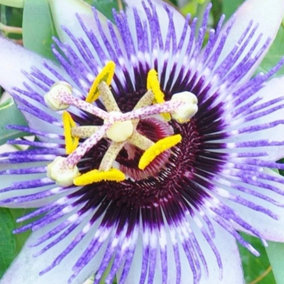Passiflora Damsels Delight Garden Plant - Exotic Blooms, Compact Size (20-30cm Height Including Pot)
