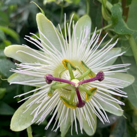 Passiflora Passion Flower Constance Eliott White Climbing Plant 60cm Cane 3L Pot