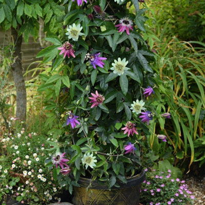 mimosa plant seeds Sensitive Plant Seeds For Planting (Mimosa Pudica) Seed Needs  Seed Needs  LLC