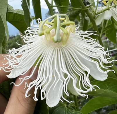 Flower☆☆*。 スタンダードスタジャン Spick&Span 38 Passiflora Snowstar 9cm potted plant Climber