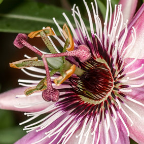 Passiflora Victoria in a 9cm Pot - Exotic Passion Flowers for Gardens - Perfect in Pots for Patios