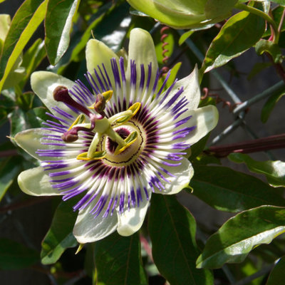 Passiflora Edulis Frederick 2 Pack Potted Vine Plants