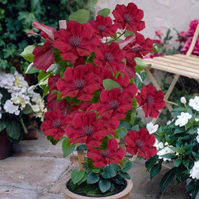 Patio Clematis 'Nubia Boulevard' in a 10.5cm Pot Supplied as an Established Red Clematis Garden Ready Climbing Plants