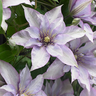 Patio Clematis 'Samaritan Jo Boulevard' in a 10.5cm Pot Supplied as an ...