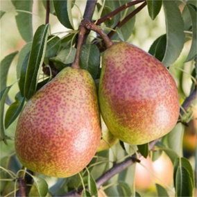 Patio Dwarf Louise Bonne Pear Fruit Tree 3-4ft Supplied in a 5 Litre Pot