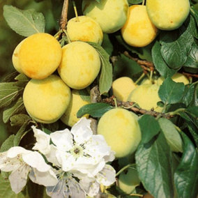 Patio Dwarf Oullins Golden Gage Plum Fruit Tree 3-4ft Supplied in a 5 Litre Pot