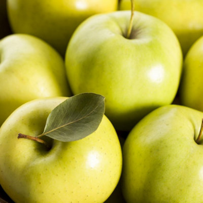 Patio Fruit Tree Collection - Mini Fruit Tree - Cherry-Apple-Pear ...