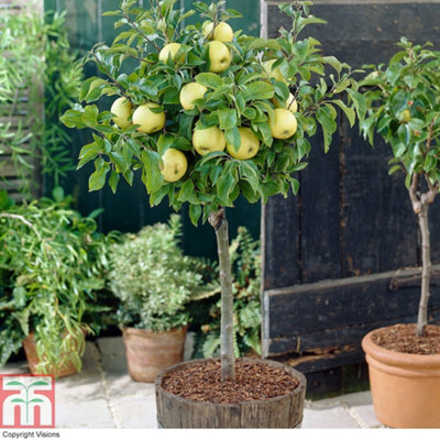 Patio Fruit Tree Collection - Mini Fruit Tree - Cherry-Apple-Pear - Grow Your Own Fruit - 9cm Potted Plant x 3