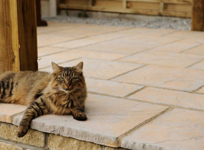 Patio Paving Kit 'The Alderley' Honey Brown 2.4m x 2.4 m 5.76m2 - 4
