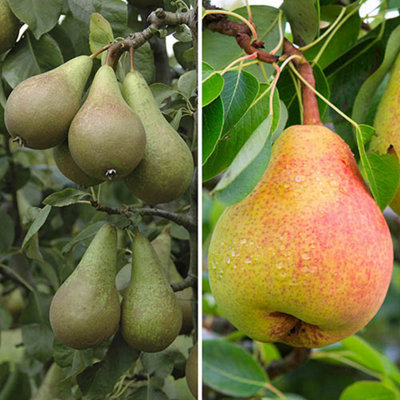 Patio Pear Duo Tree Conference and Bonne Louise 3L Potted Tree 100 - 120cm tall