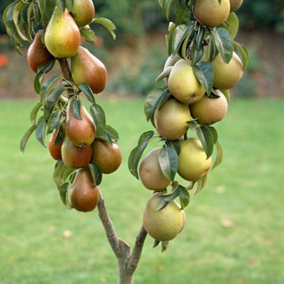 Patio Pear Duo Tree Conference and Bonne Louise 3L Potted Tree 100 - 120cm tall