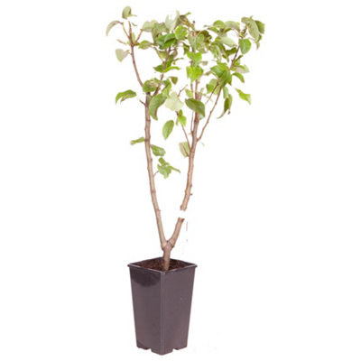 Patio Pear Duo Tree Conference and Bonne Louise 3L Potted Tree 100 - 120cm tall - 5