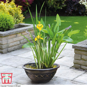 Patio Pond Kit  - Plants, Pot and Gravel x 2