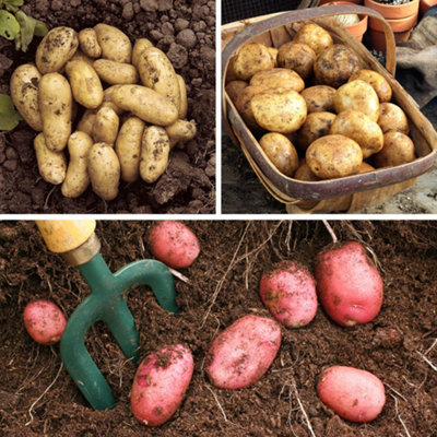 Patio Potato Pack Grow Your Own Potatos on Your Patio Vegetable