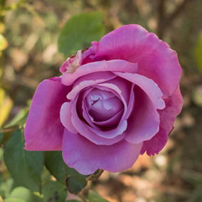 Patio Rose 'Harry Edland' Lilac Flowers, in a 3L Pot, Ready to Plant Out, for Containers and Borders