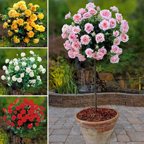 Patio Standard Rose Bush Collection 4 x 60cm Tall Bare Root Roses Bushes Rose Bush Collection for Gardens
