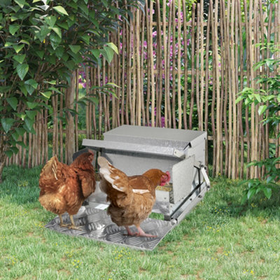 Chicken feeders pets at home best sale