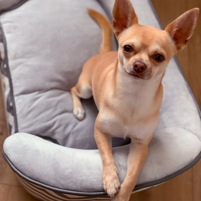 PawHut Dog Sofa Pet Couch for XS Dogs w/ Removable Sponge Padded Cushion - Grey - 9