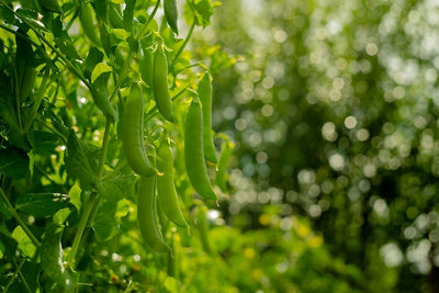 Pea Kelvedon Wonder Vegetable Seeds (Approx. 54 seeds) by Jamieson Brothers - 4