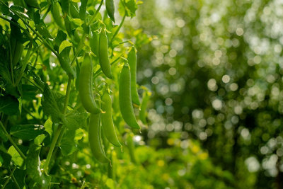 Pea Kelvedon Wonder Vegetable Seeds (Approx. 54 seeds) by Jamieson Brothers