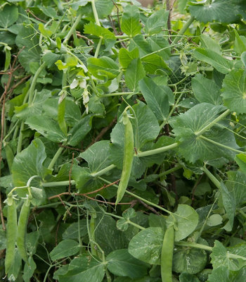 Pea Kelvedon Wonder Vegetable Seeds (Approx. 54 seeds) by Jamieson Brothers - 6