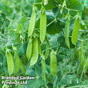 Pea (Mangetout) Snow Max 1 Seed Packet (100 Seeds)